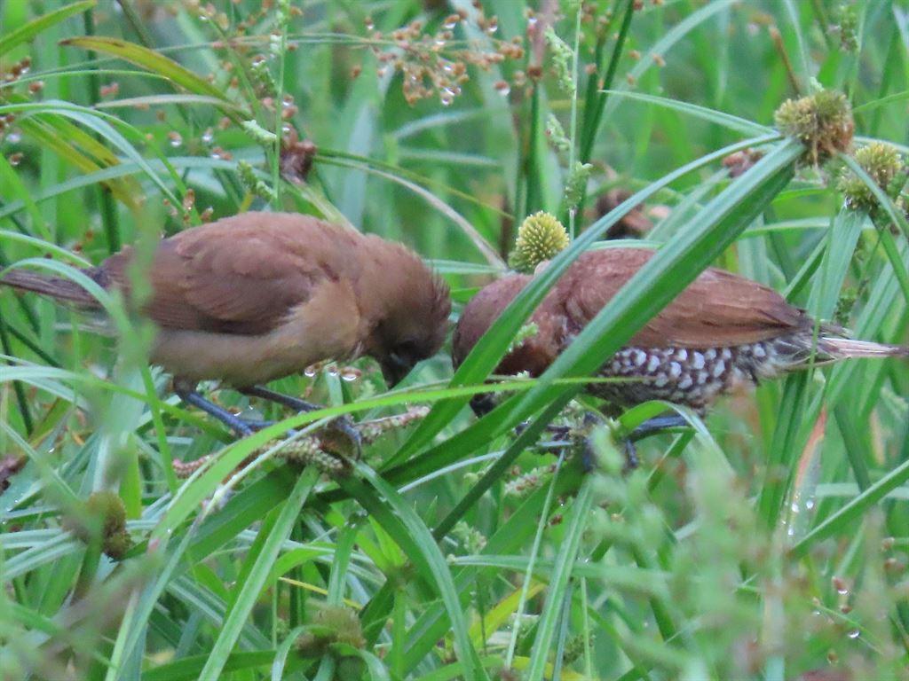 munia1