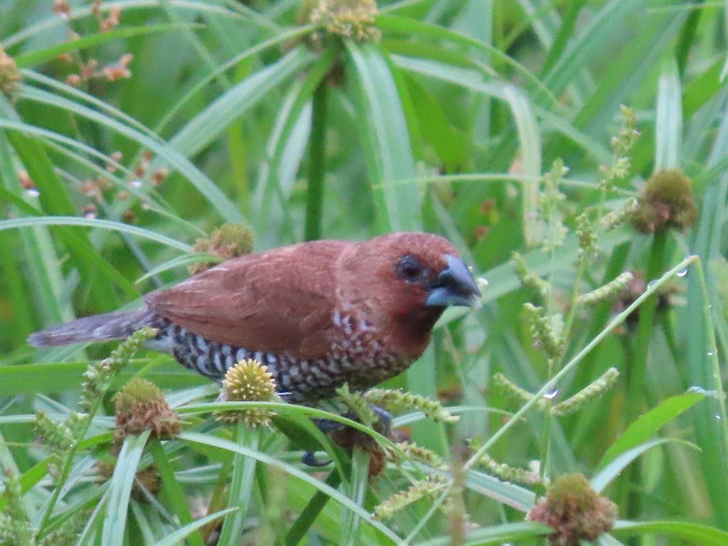 munia2