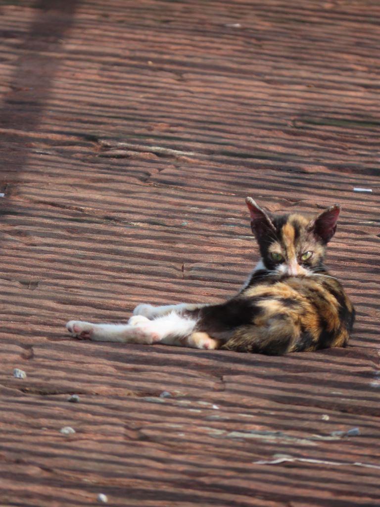 puss1