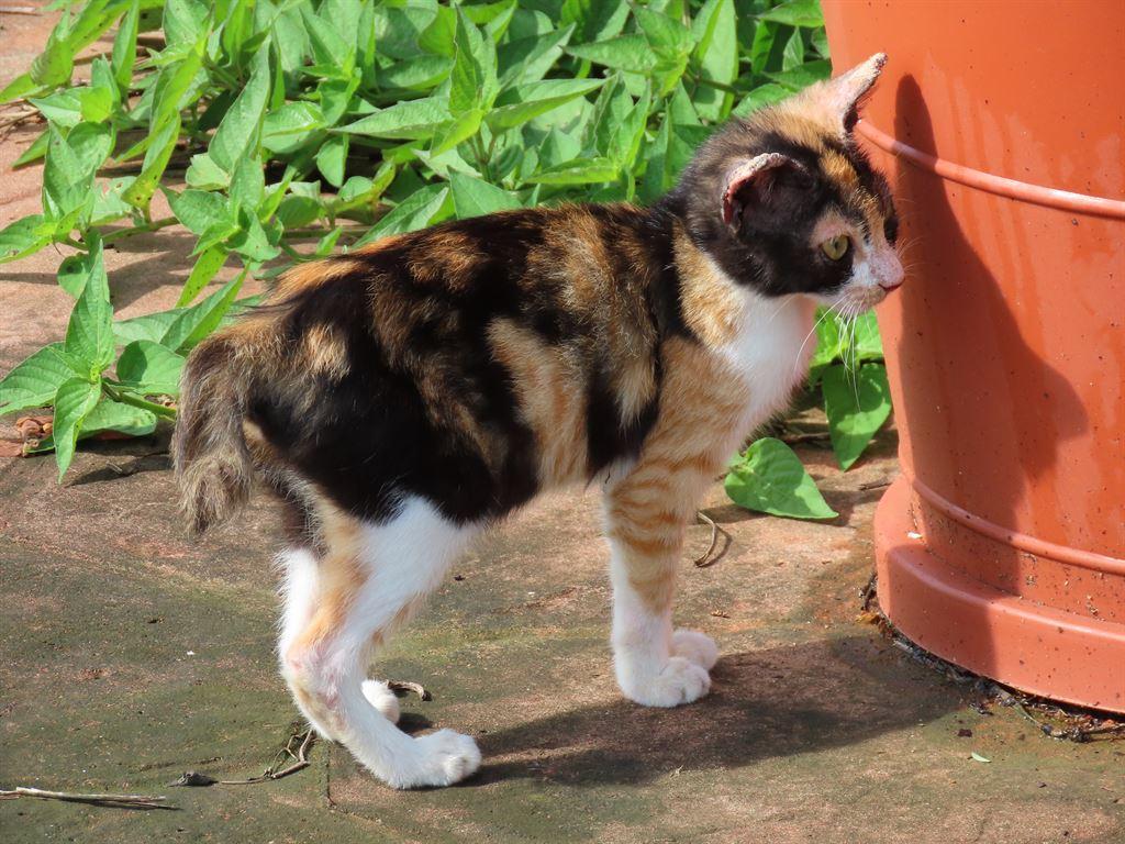 puss2