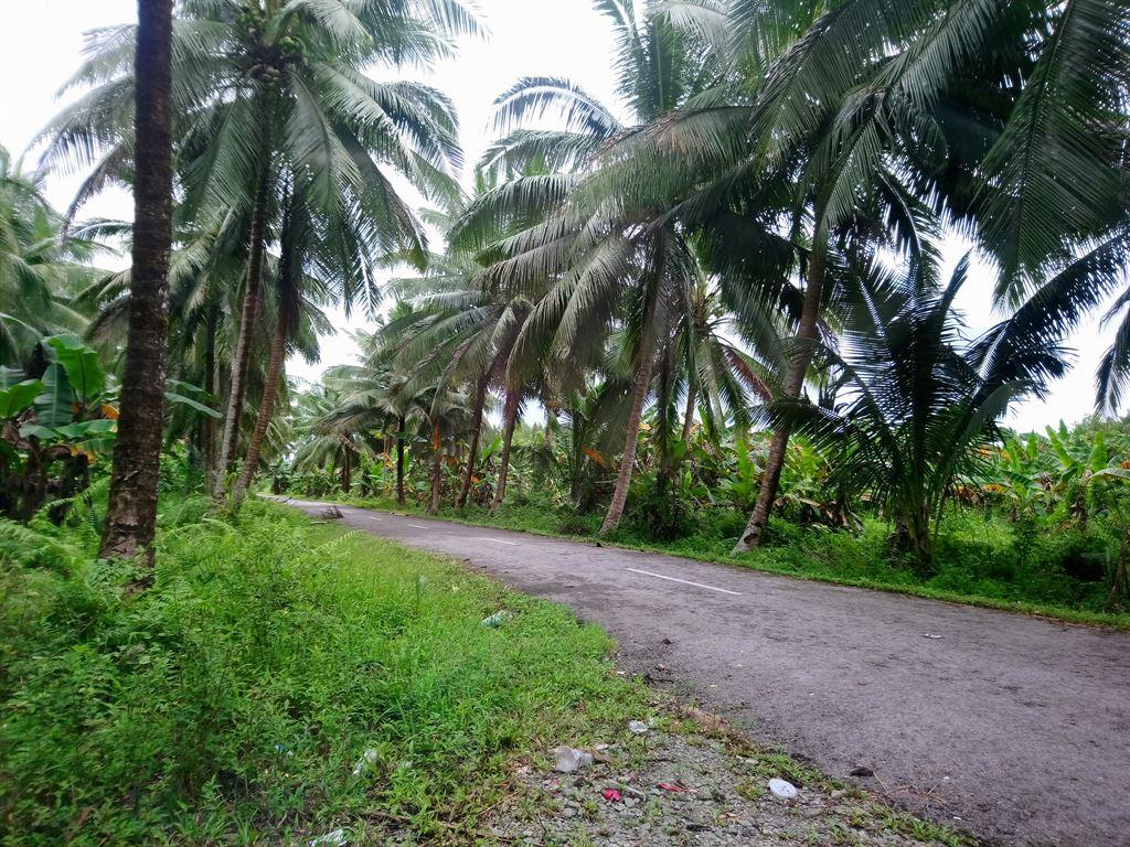 palms