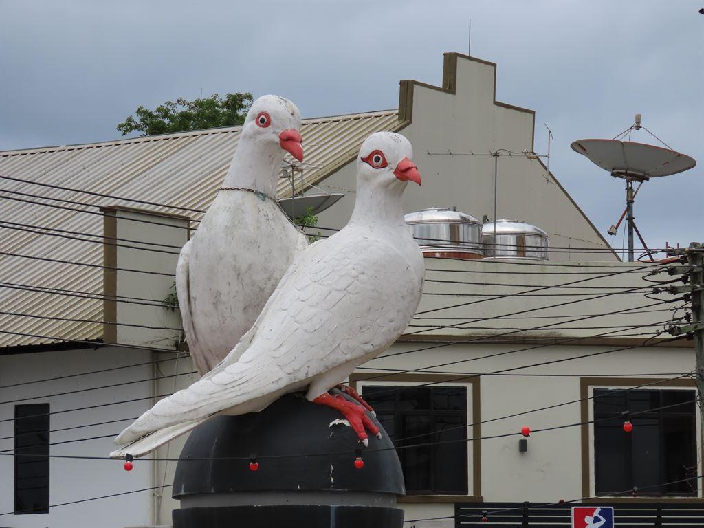 doves