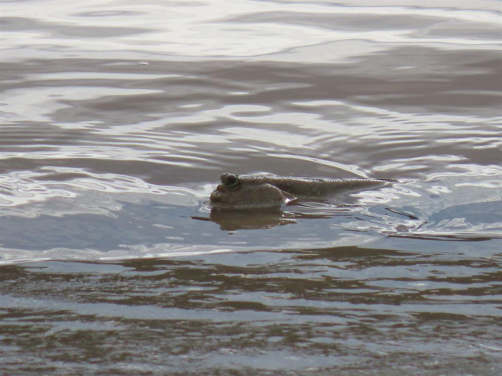 mudskipper