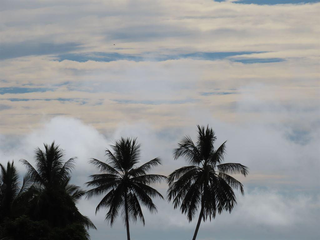 palms&clouds