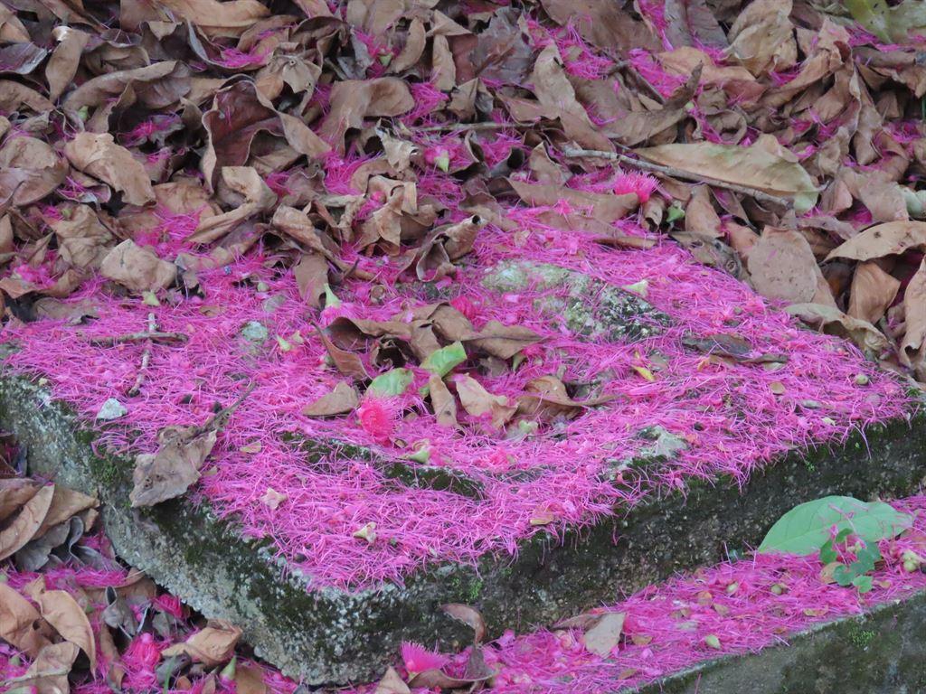 pink2