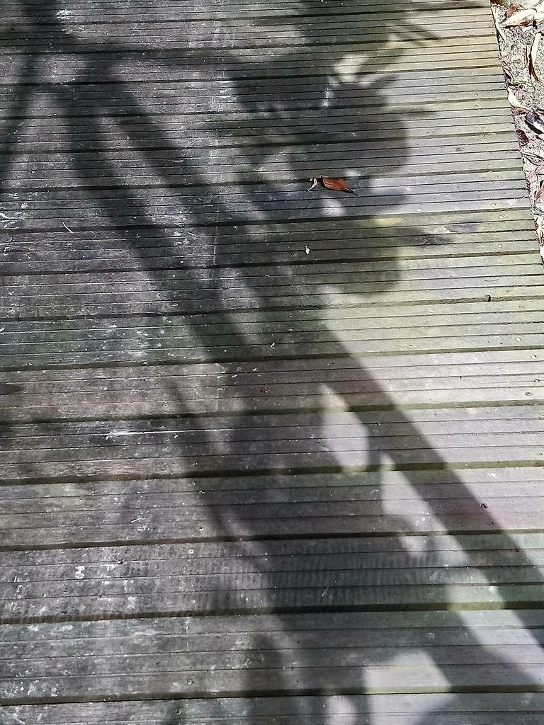 shadow