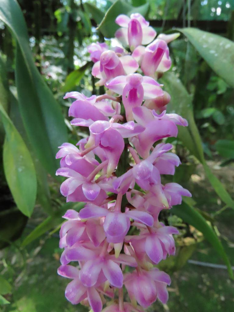 fl8