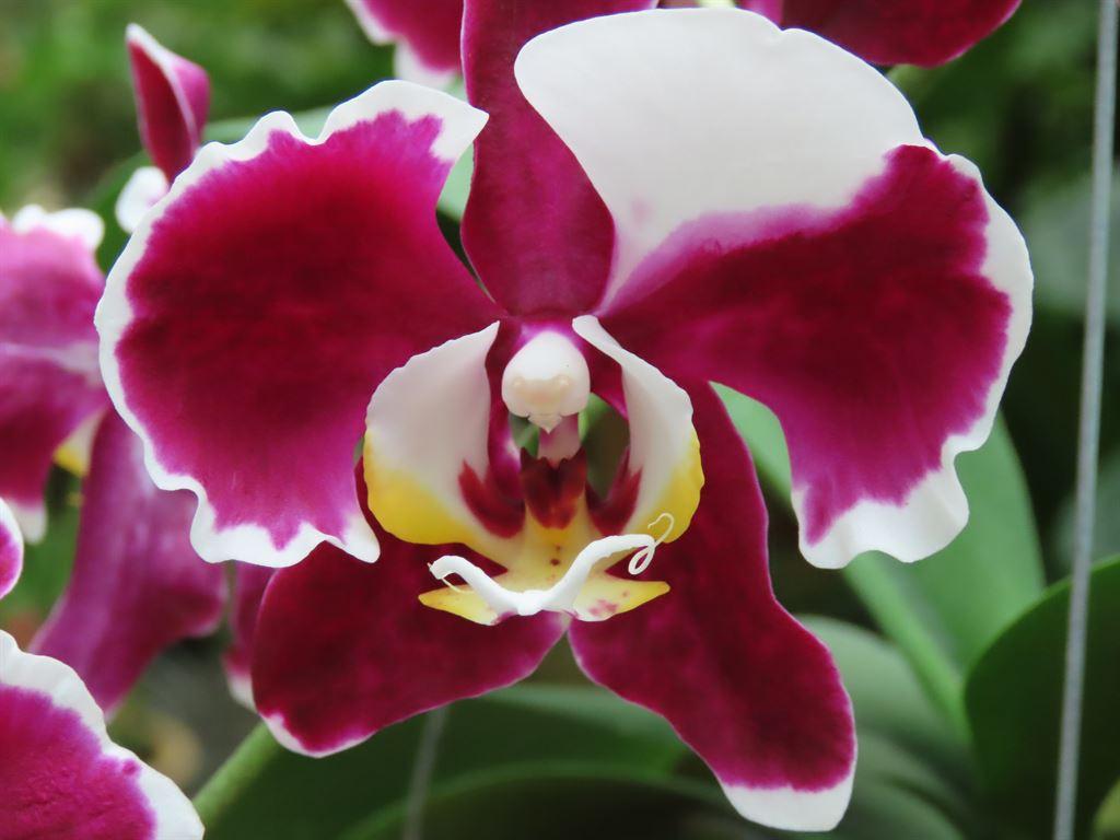 orchid