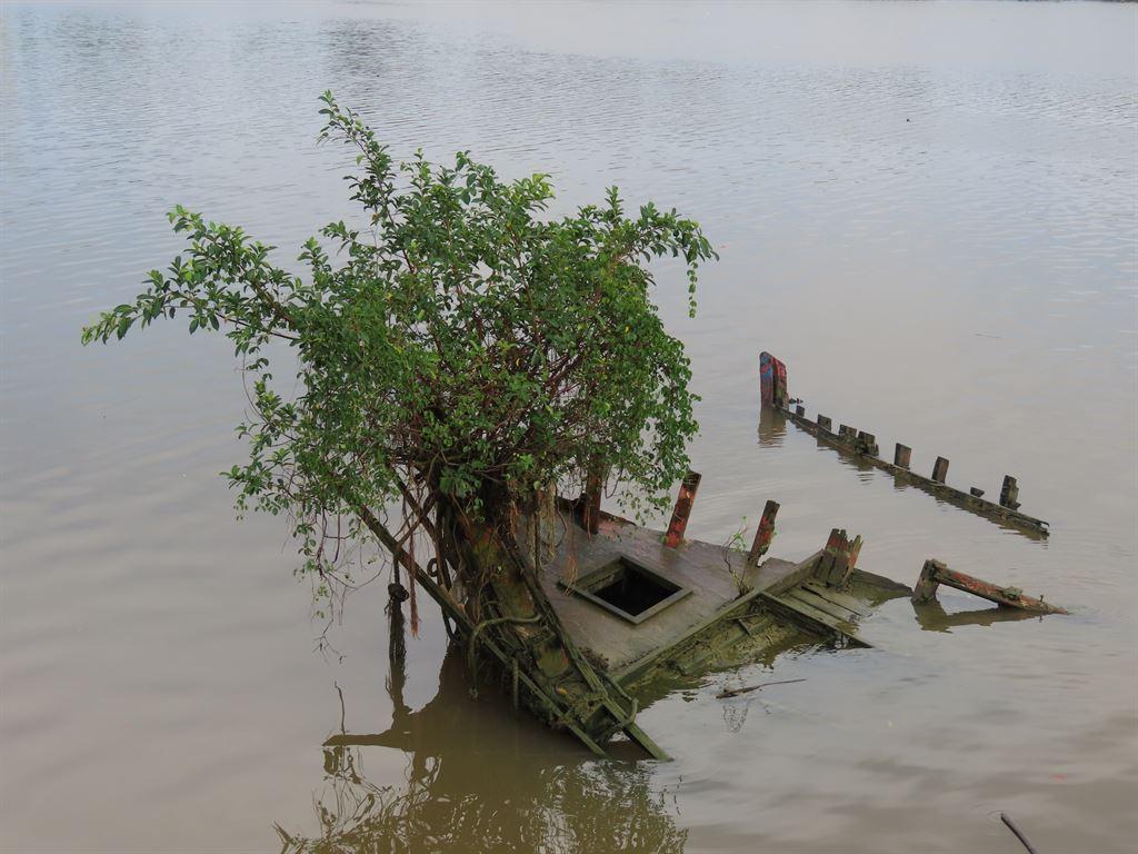 tree&boat