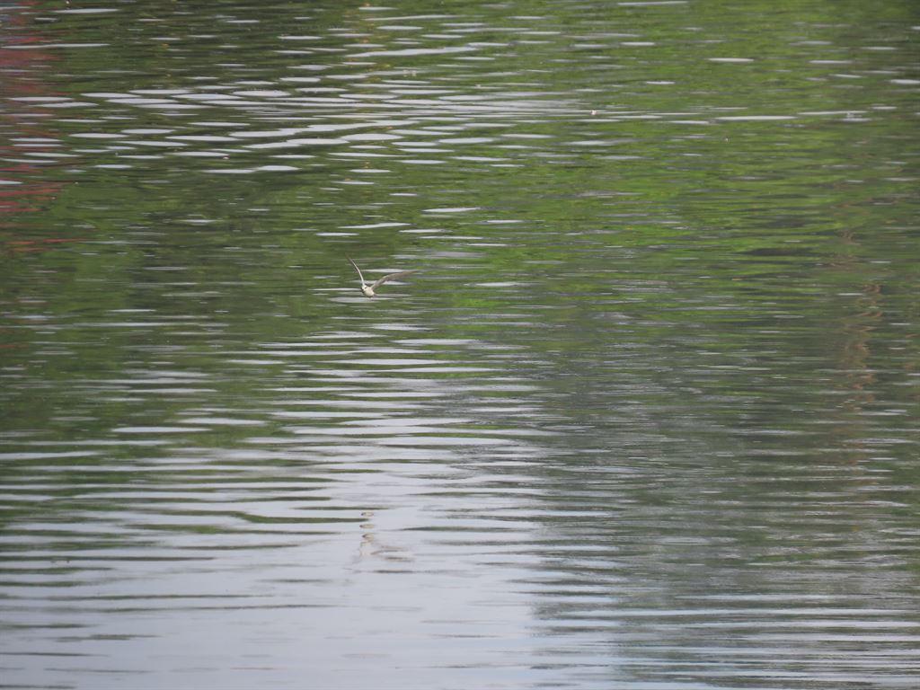 terns2