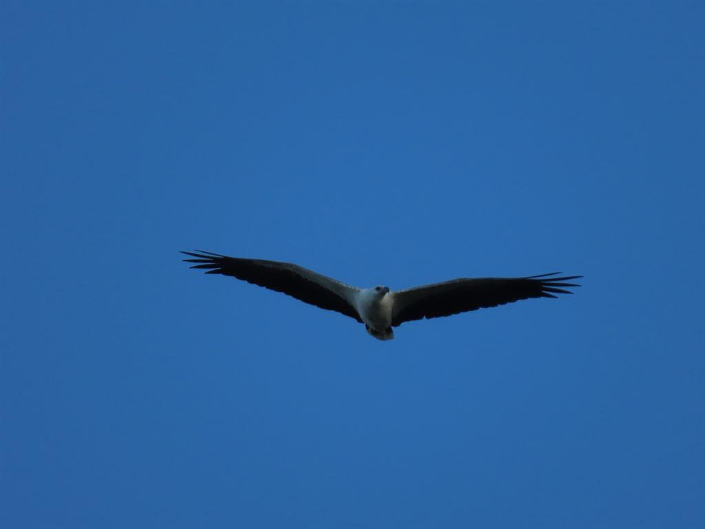 eaglething