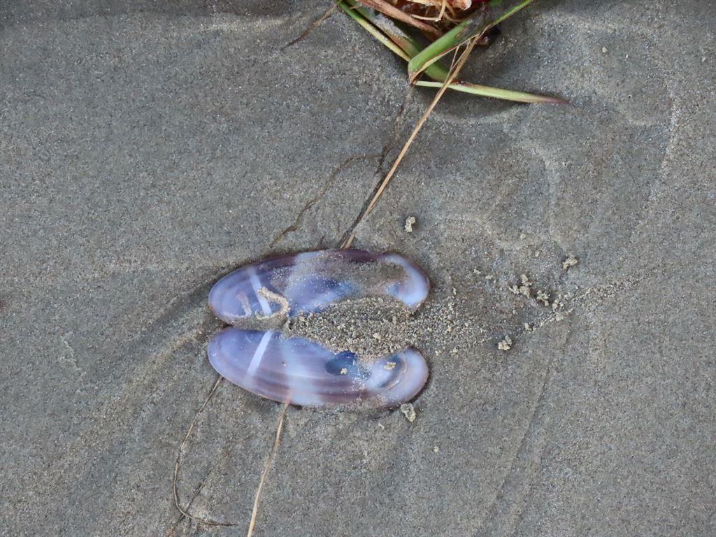 shells
