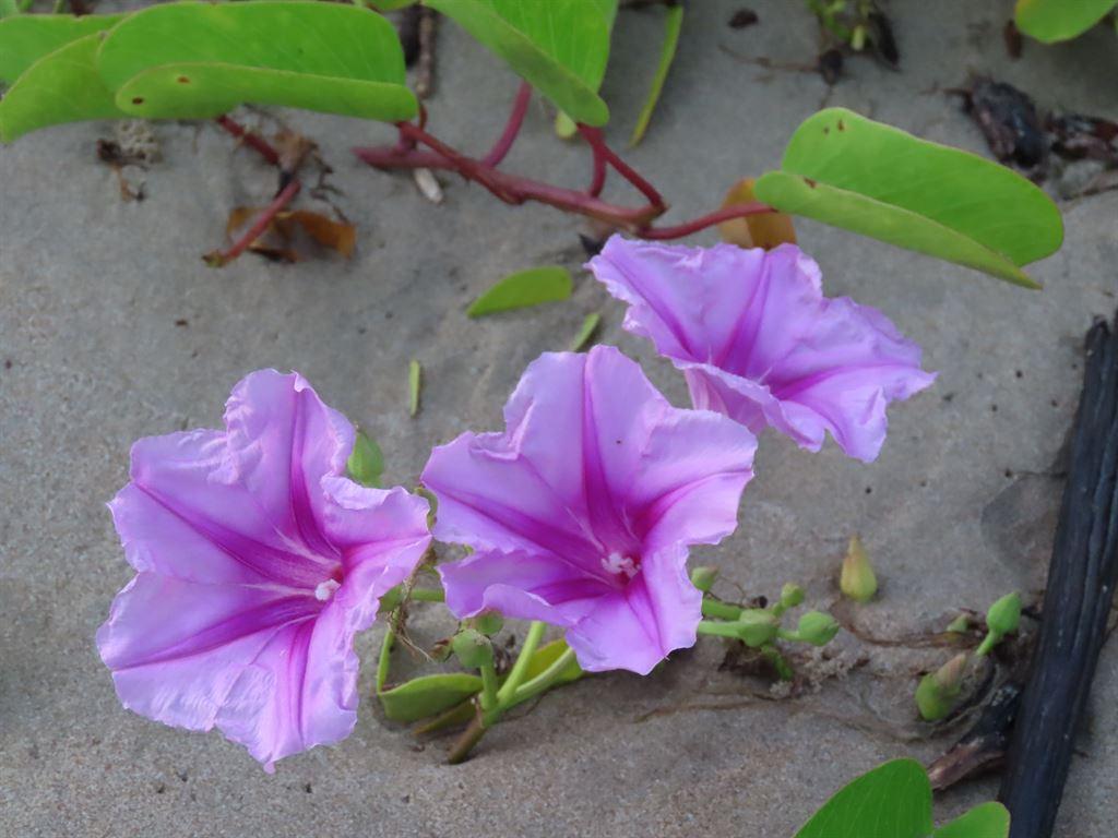 flowersonsand