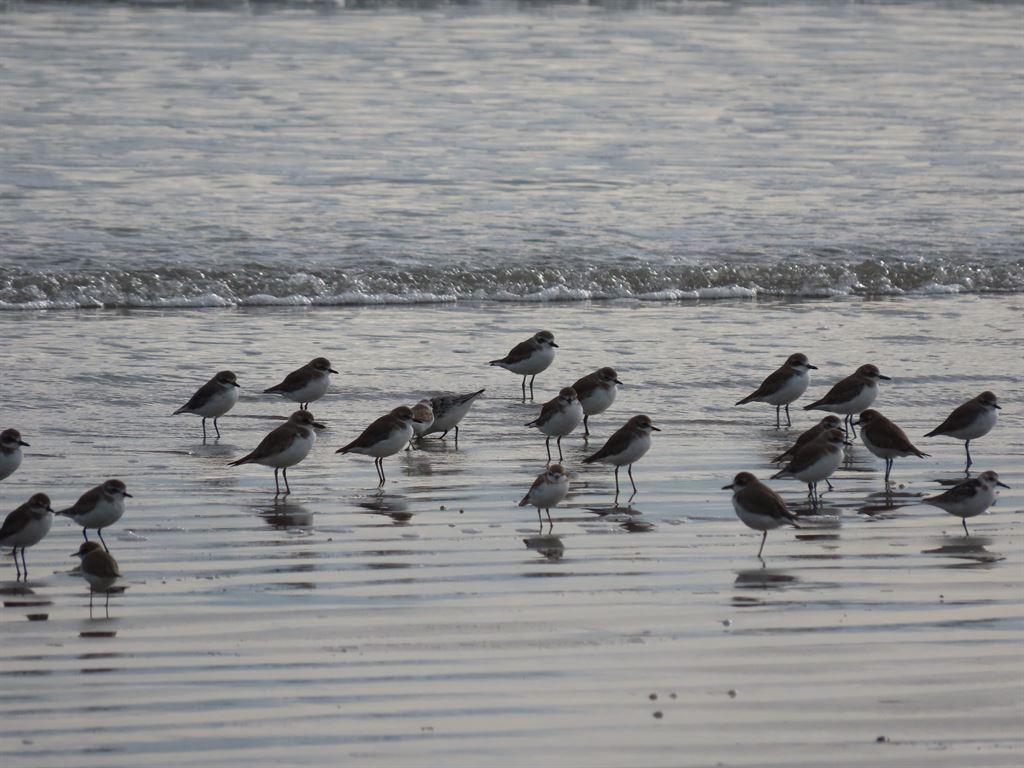 birds3