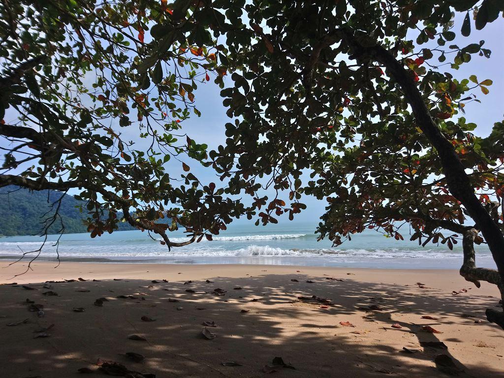 beach&tree