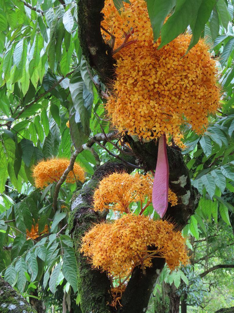 orangeflowers
