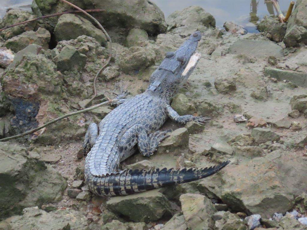 croc