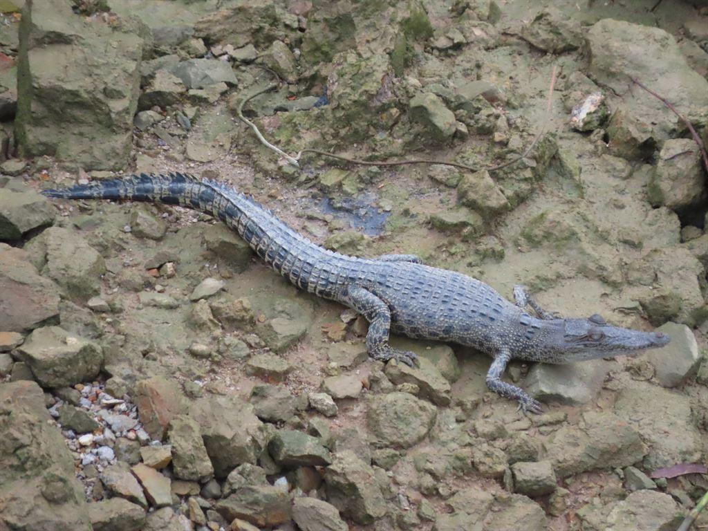 croc