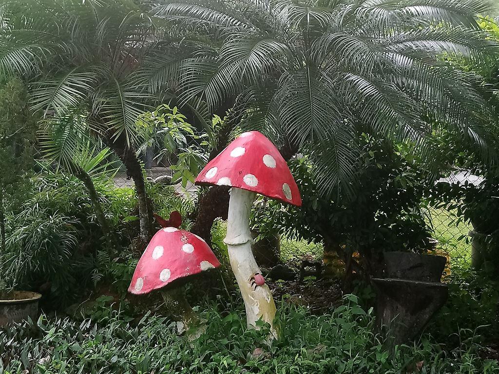 mushroom