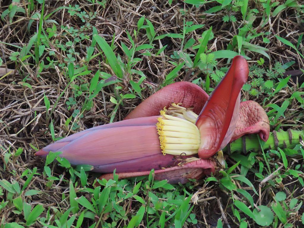 bananaflower