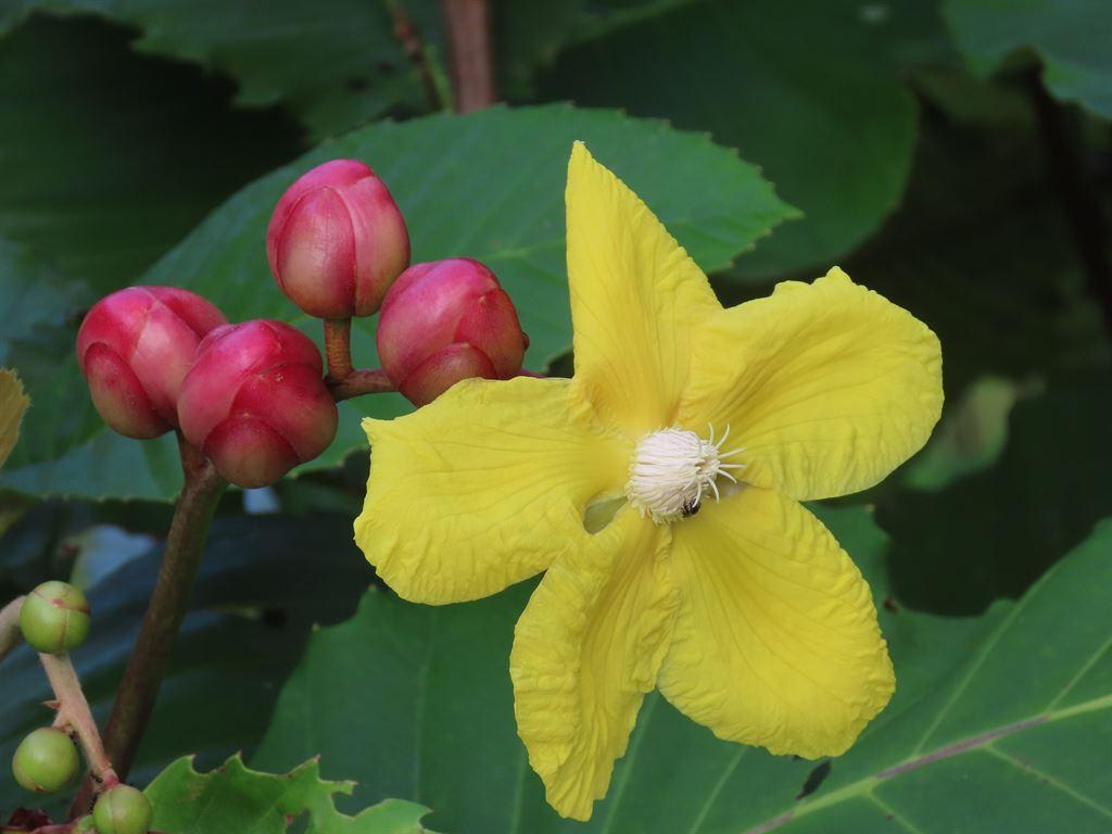 yellowflower1