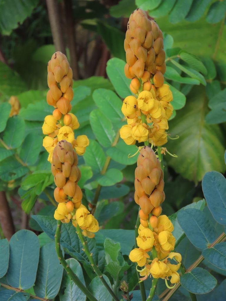 yellowflower2