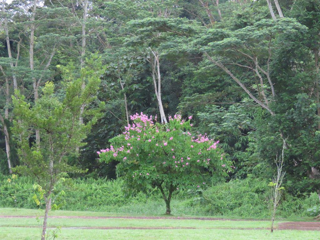 purpletree2