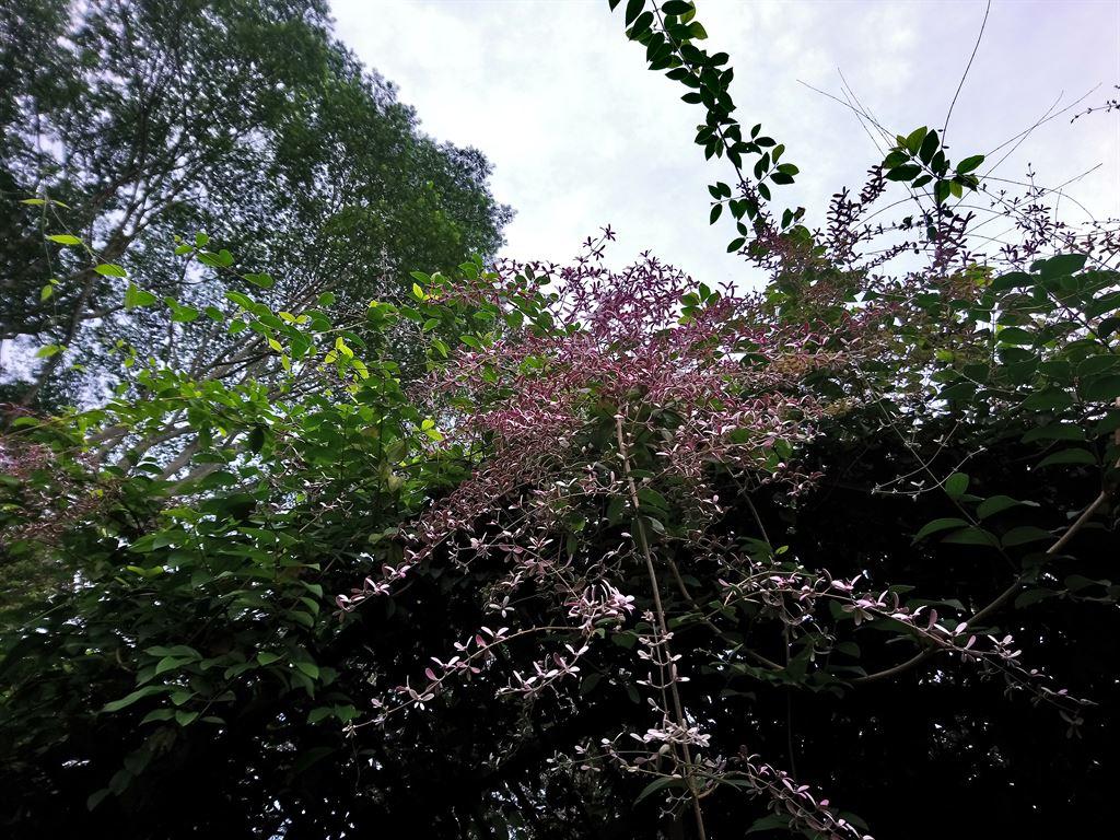 purpletree1