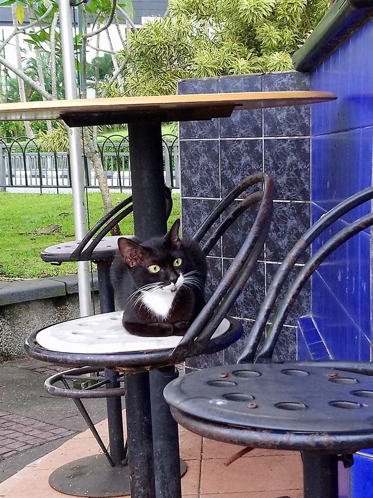 cat