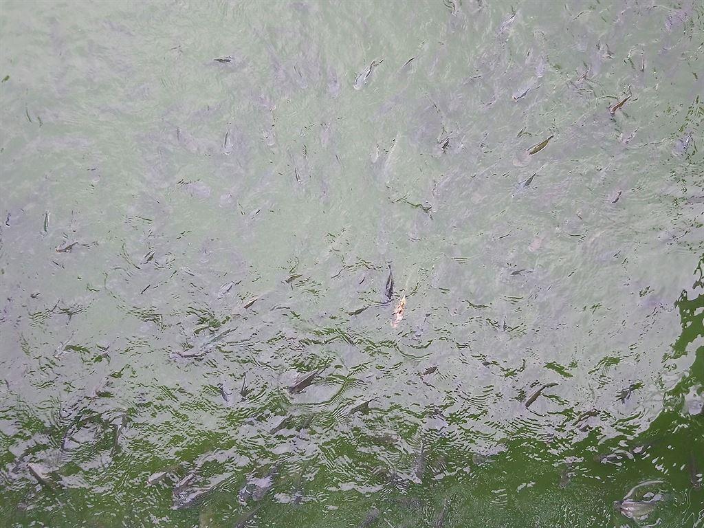 fish