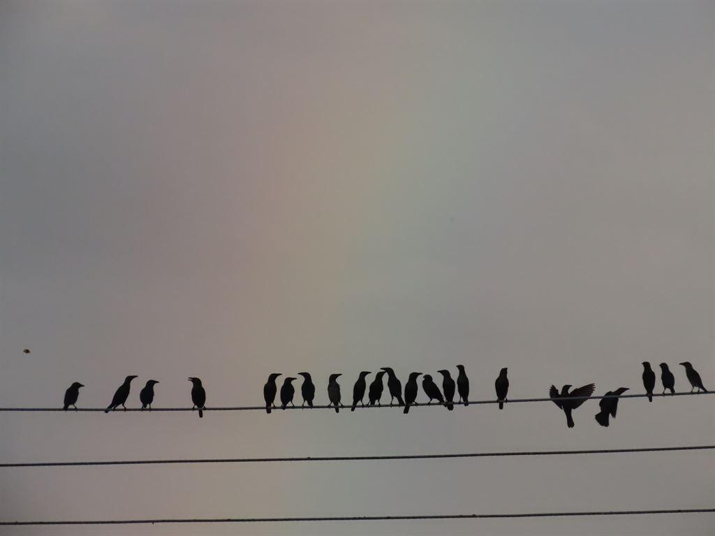 birds