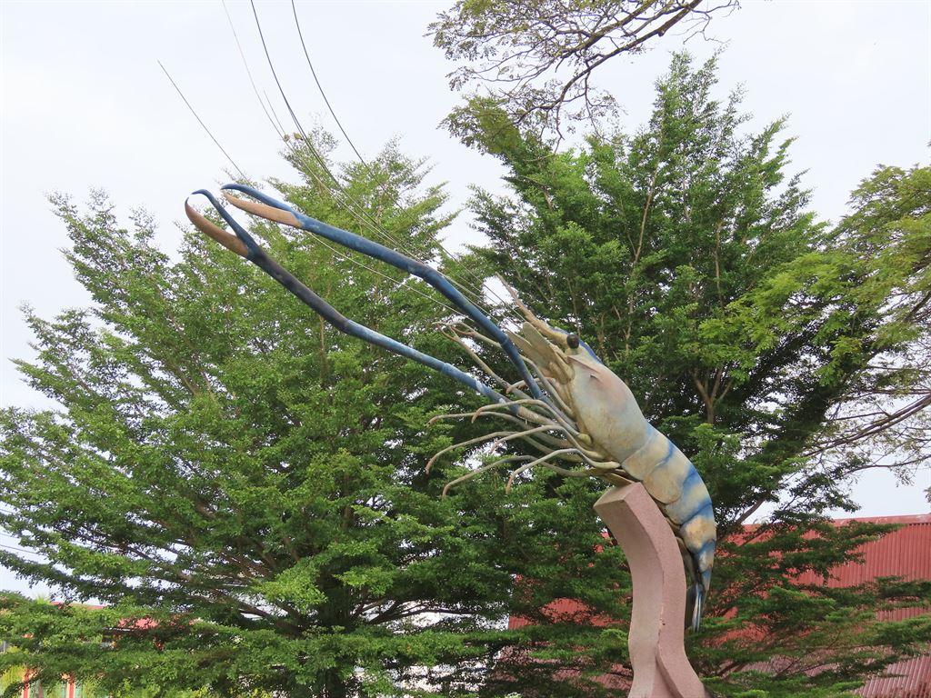 prawn