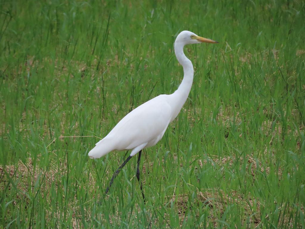 egret