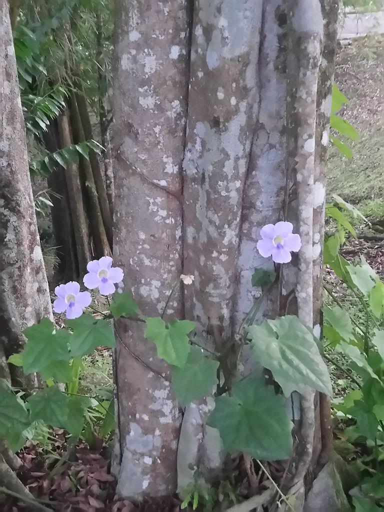 parkflowers
