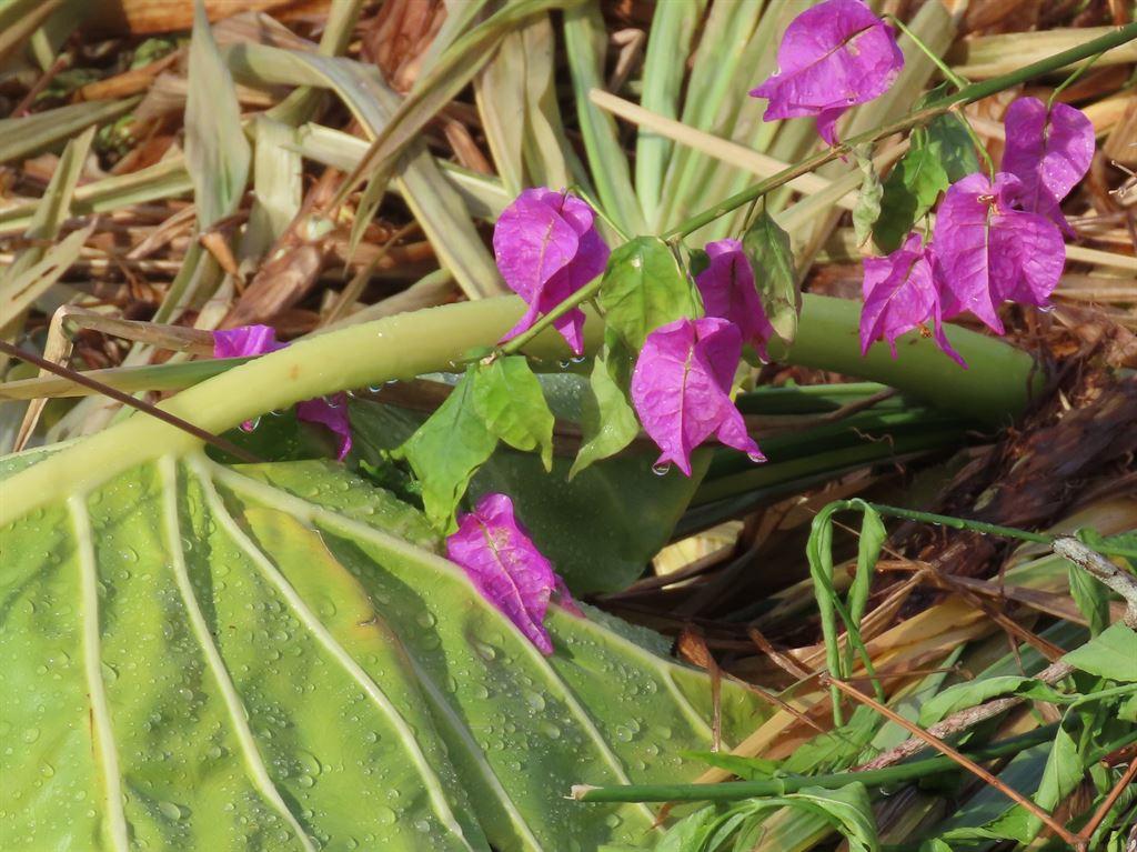 flowers1