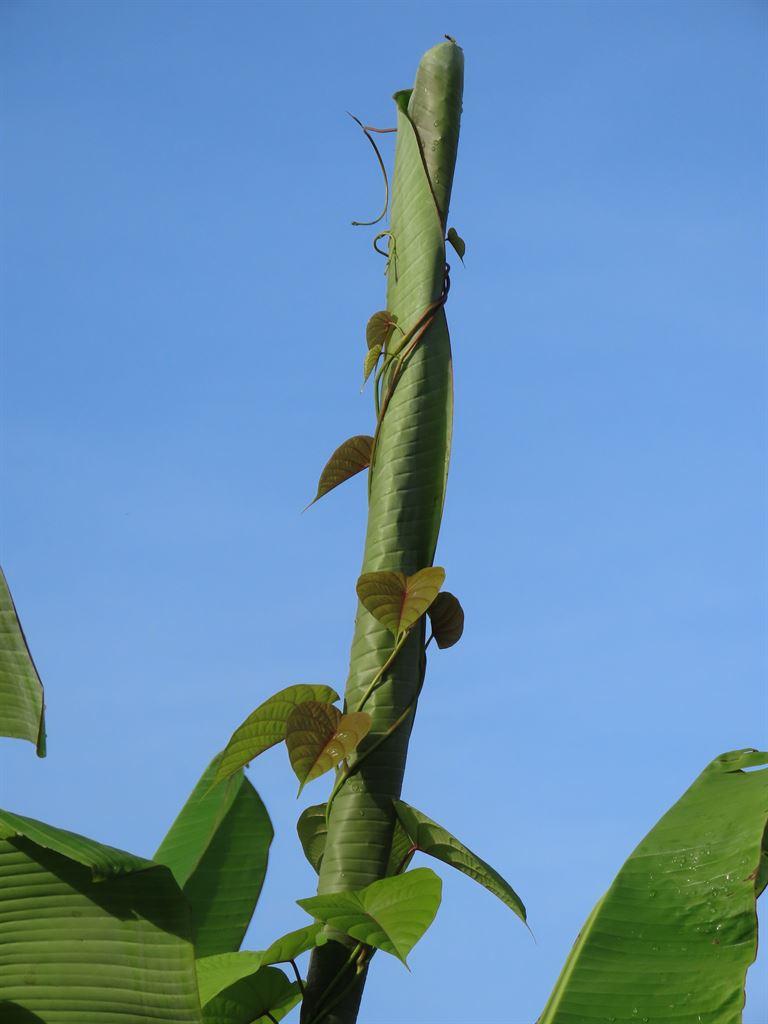 banana&vine