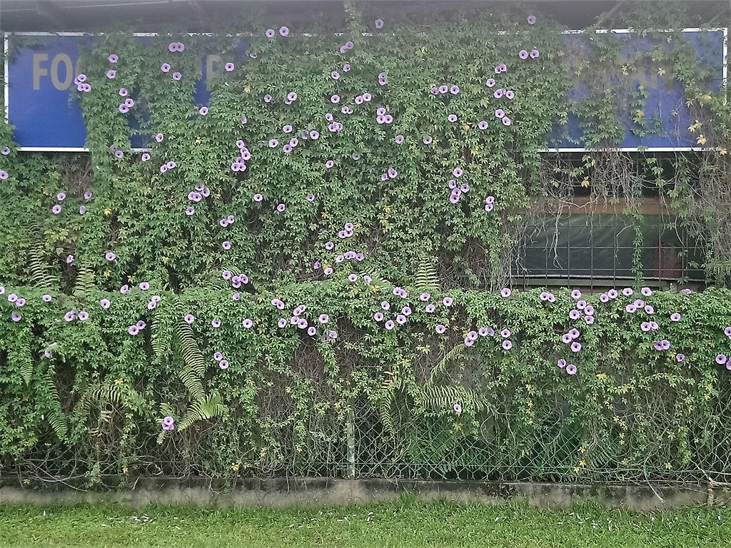 creeper