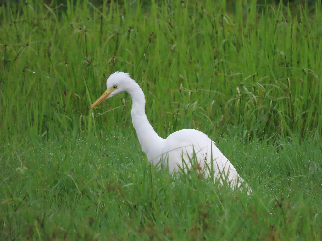 egret