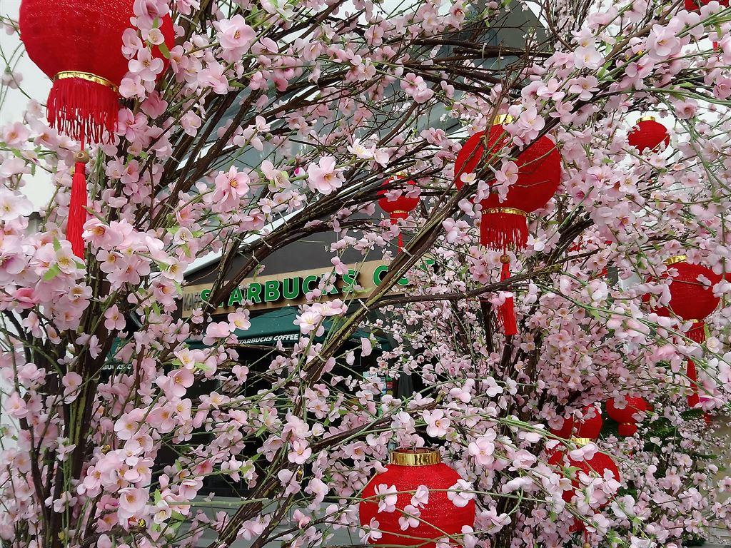 blossom&lanterns