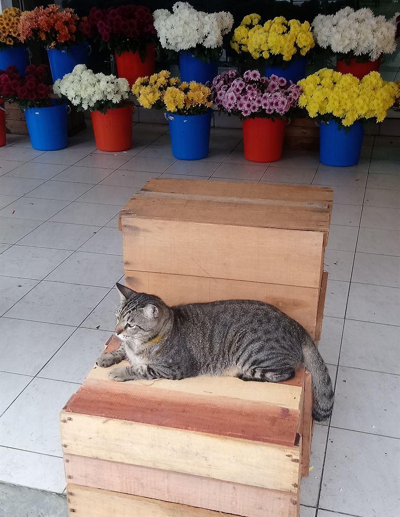 cat