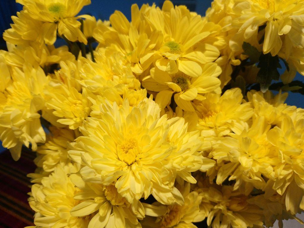flowers