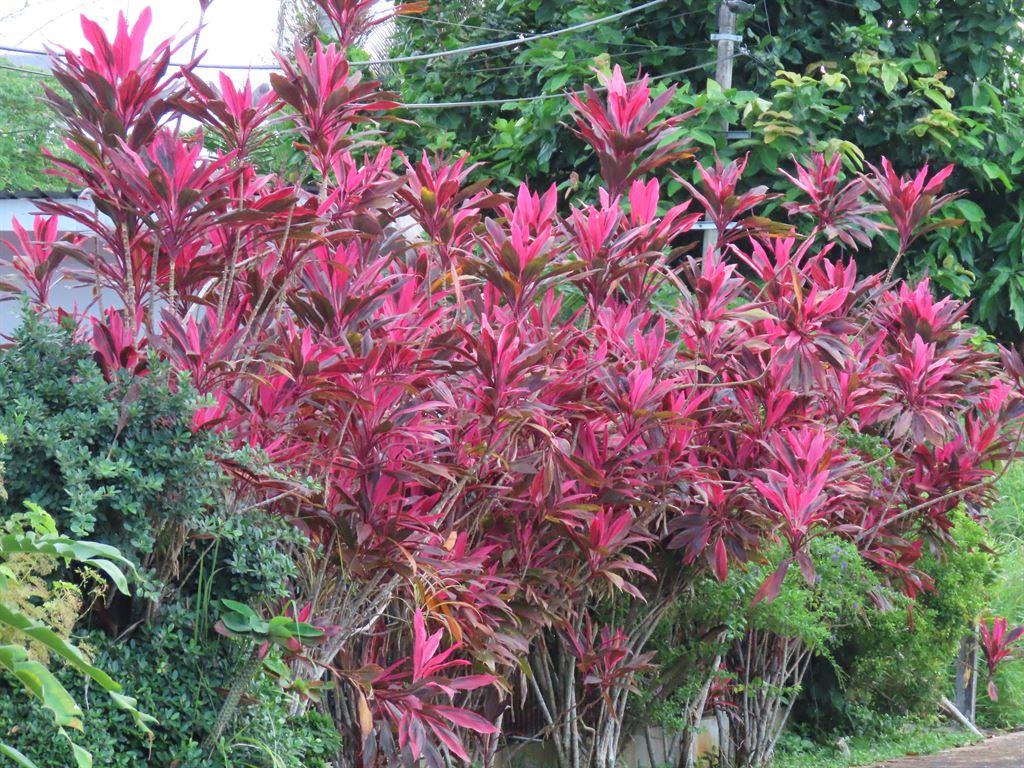 purplehedge