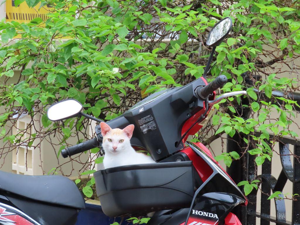 cat2