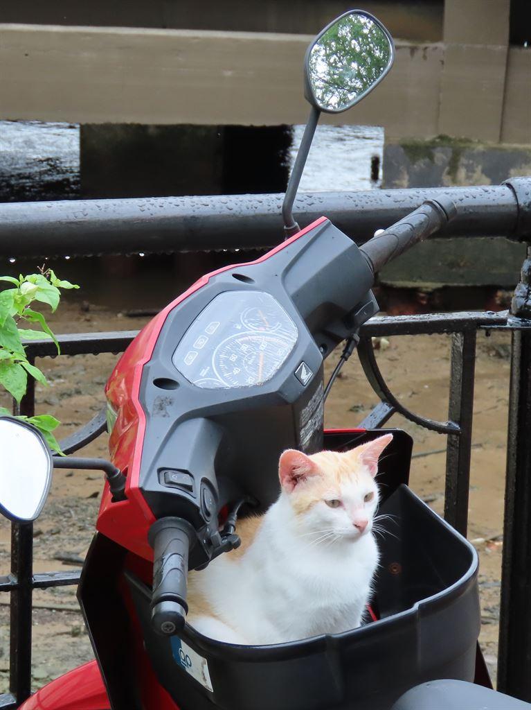 cat3