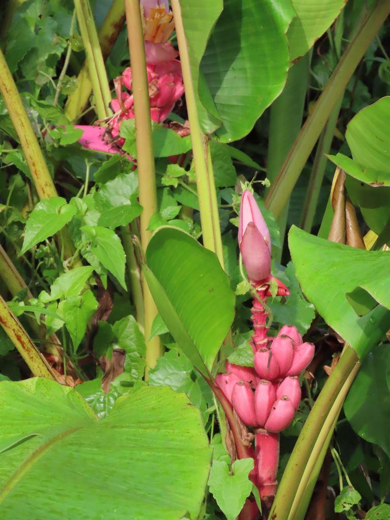 bananaflower