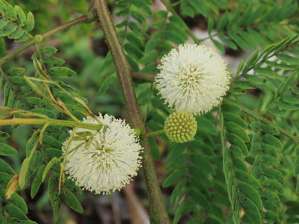 roundflowers