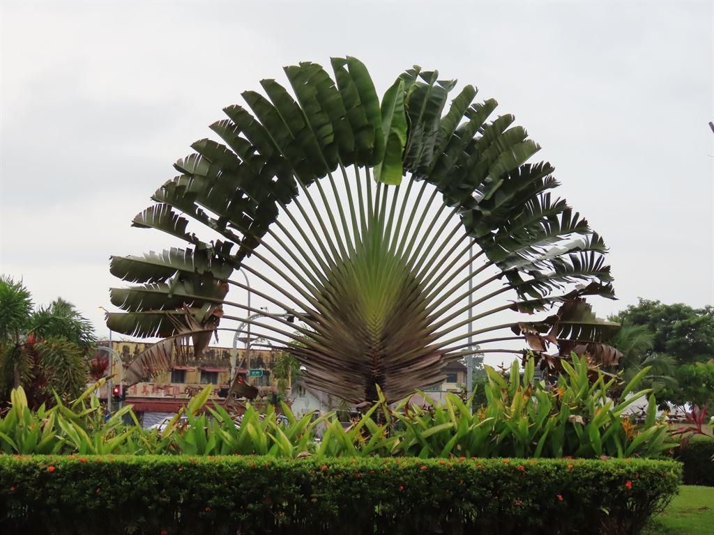travellerpalm