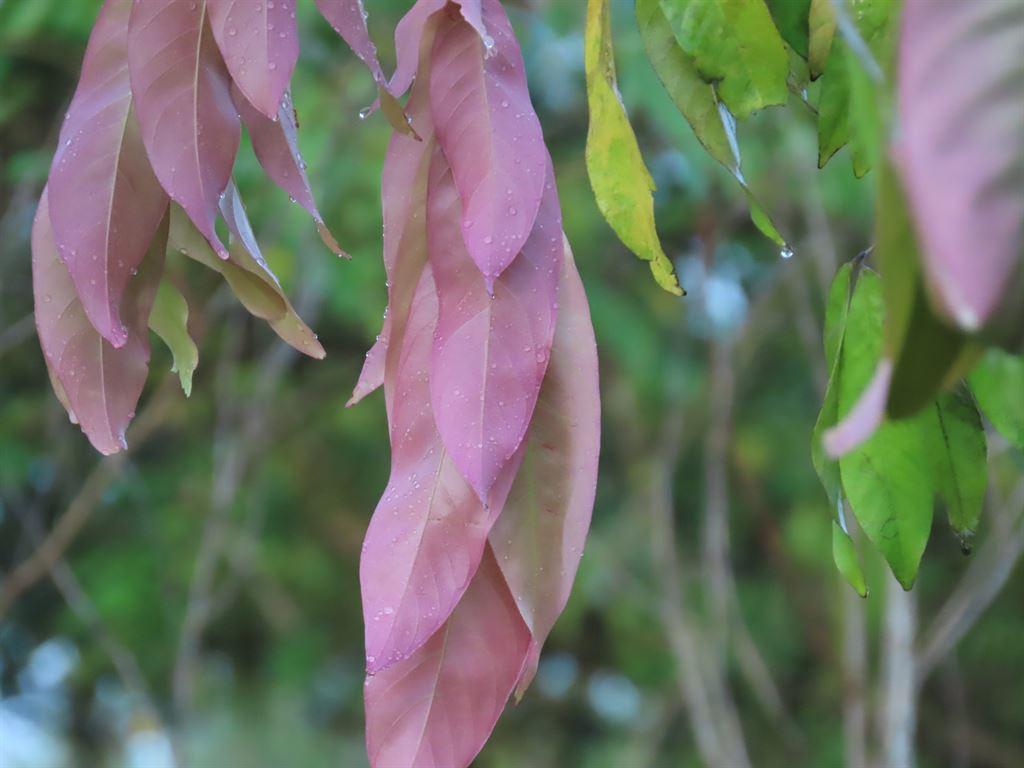 leaves