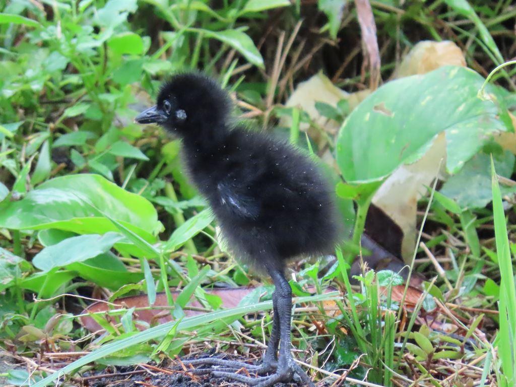 waterchick2
