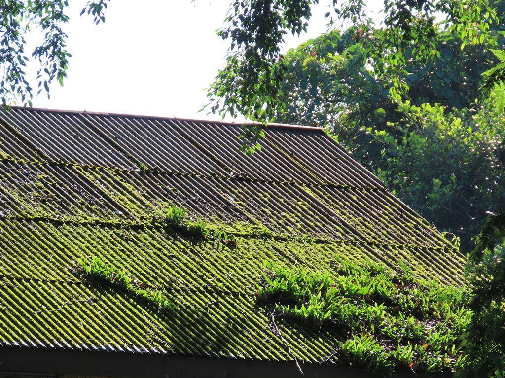 roof